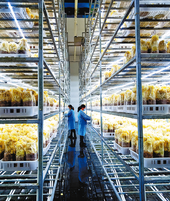 打造特色农产品品牌 助推农业高质量发展的核心路径