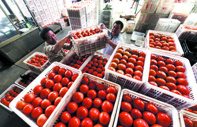 盘前高山番茄 盛夏美味正当时，绿色农产品迎上市旺季