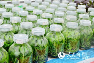 内江农产品惊艳亮相成都农博会 娃娃鱼萌动蓉城，特色产品引关注