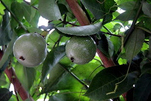 实拍四季绿农产品 看得见的美味